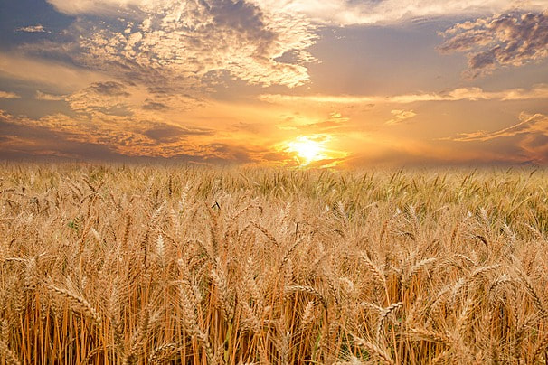 Proceso de campo y práctica I